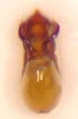 Réf. 198 462 : Cephennium thoracicum